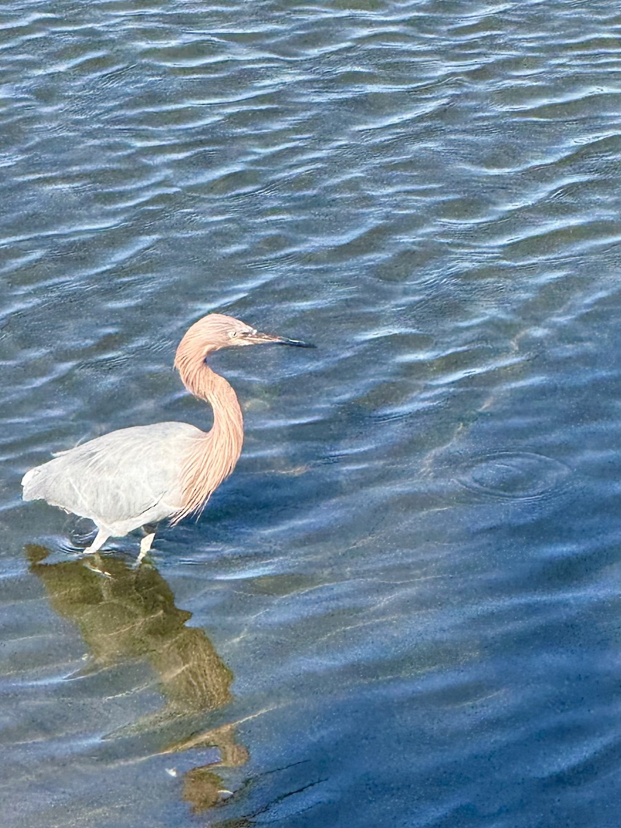 Rötelreiher - ML647312340