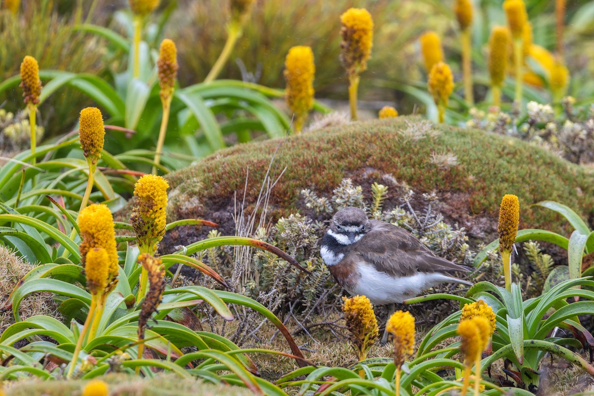 Double-banded Plover - ML647312349