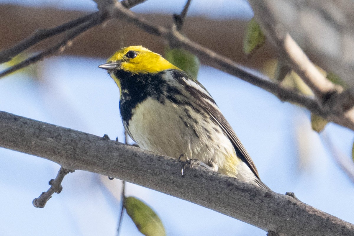 Black-throated Green Warbler - ML647312357