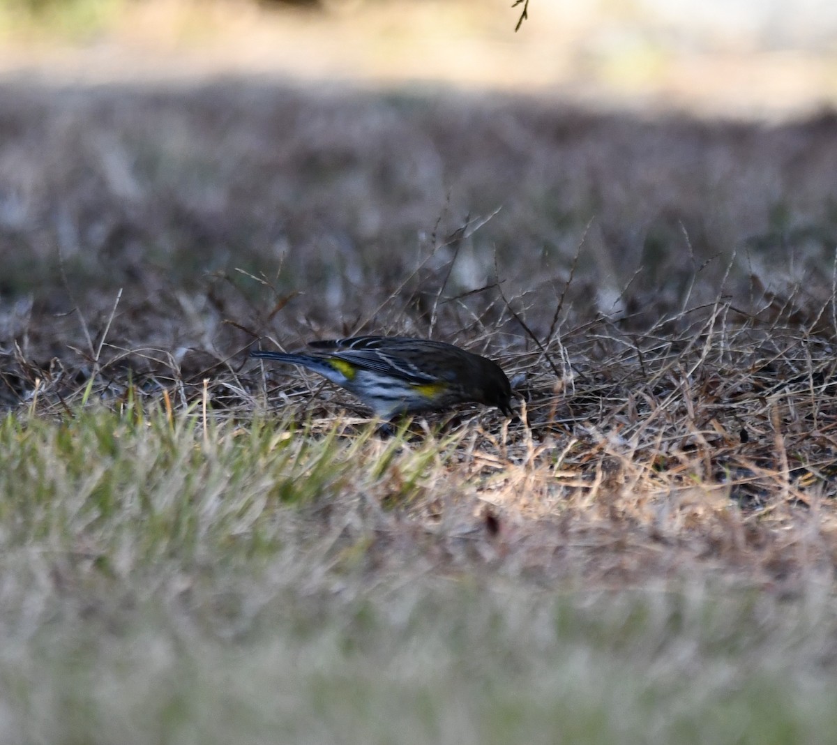 Taçlı Ötleğen - ML647312358