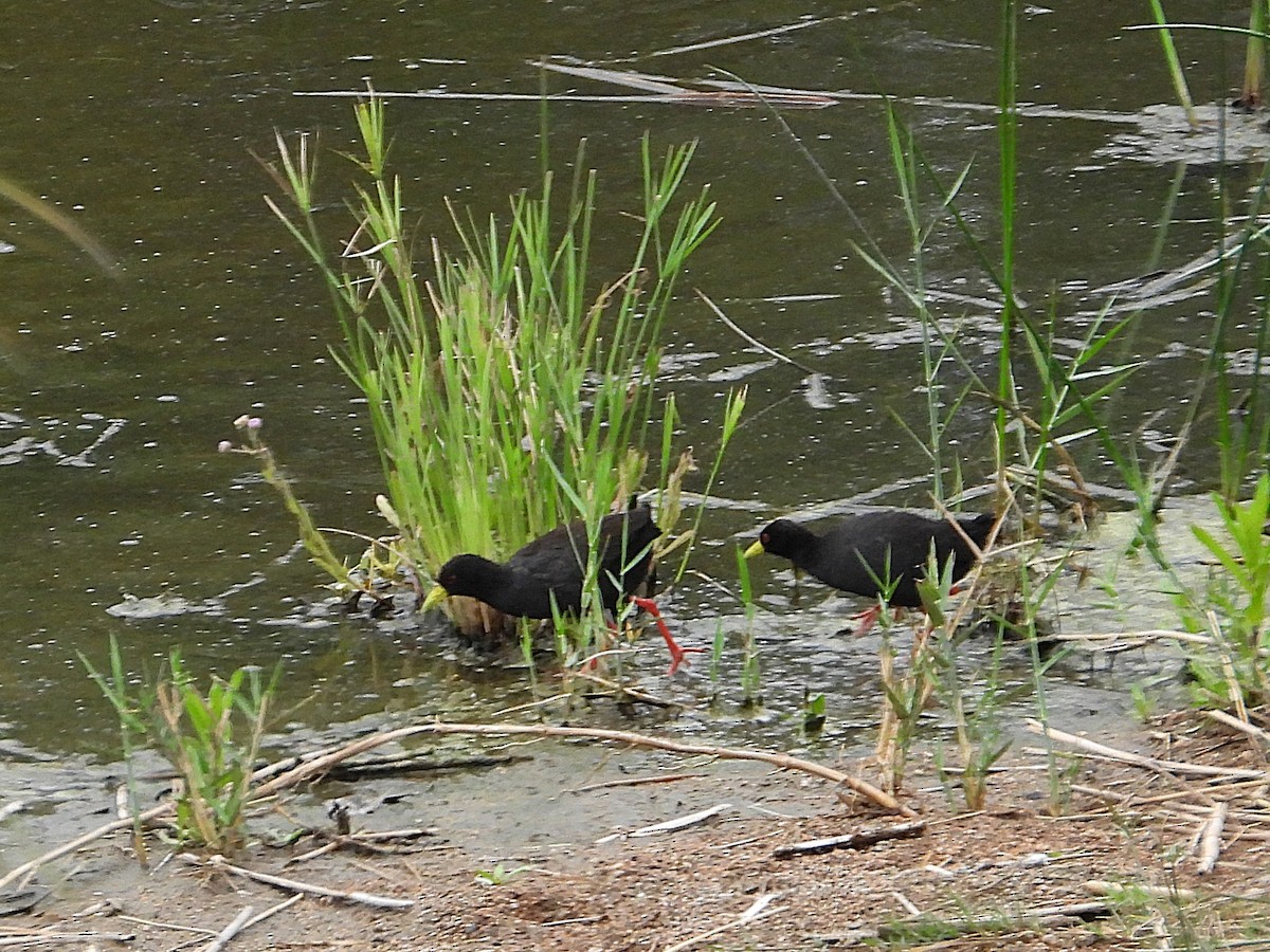 Black Crake - ML647312363
