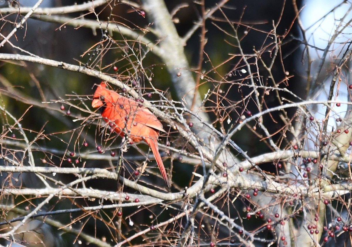 Kırmızı Kardinal - ML647312365