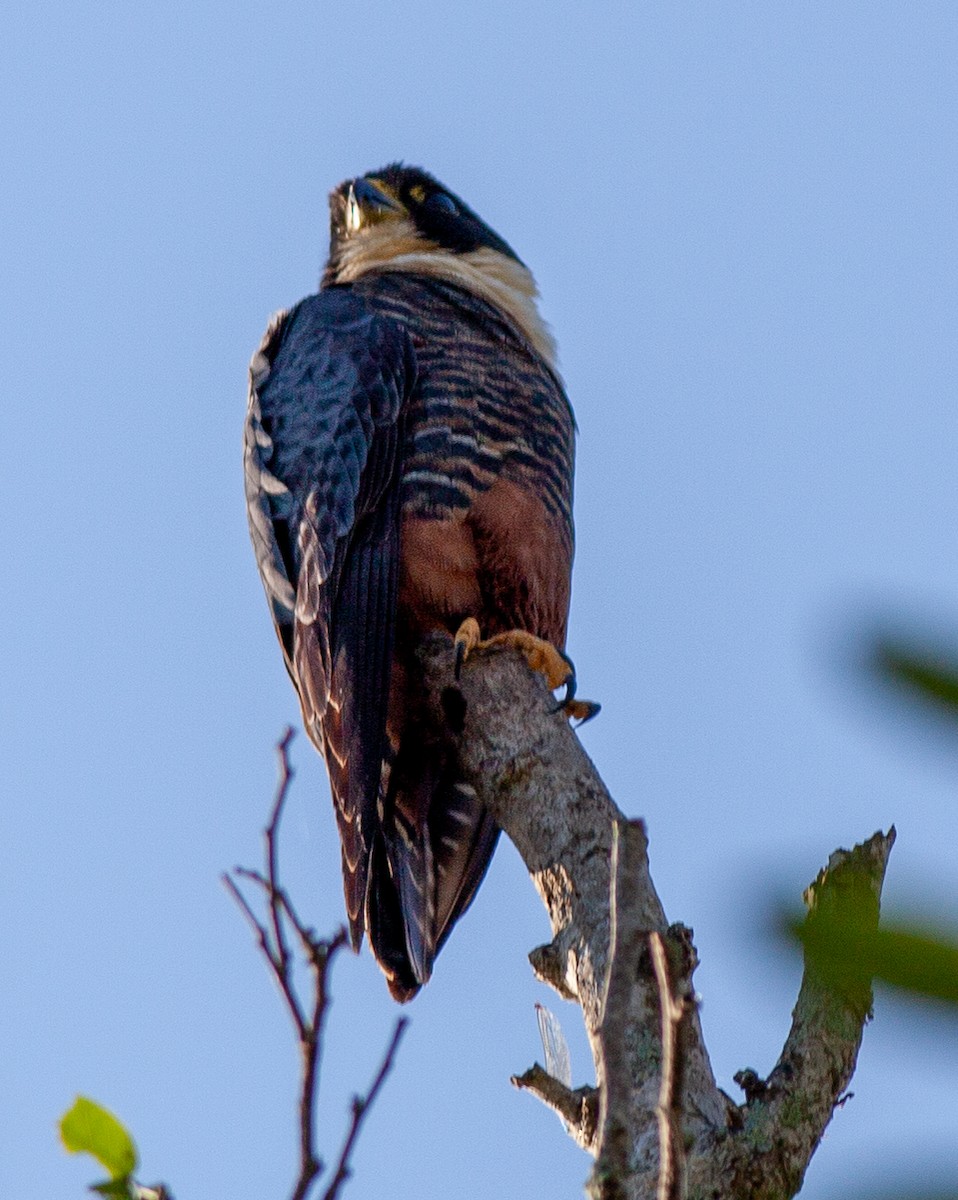 Yarasa Doğanı - ML647312369