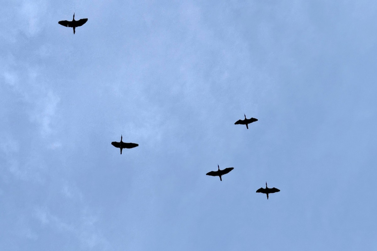 Great Cormorant - ML647312380