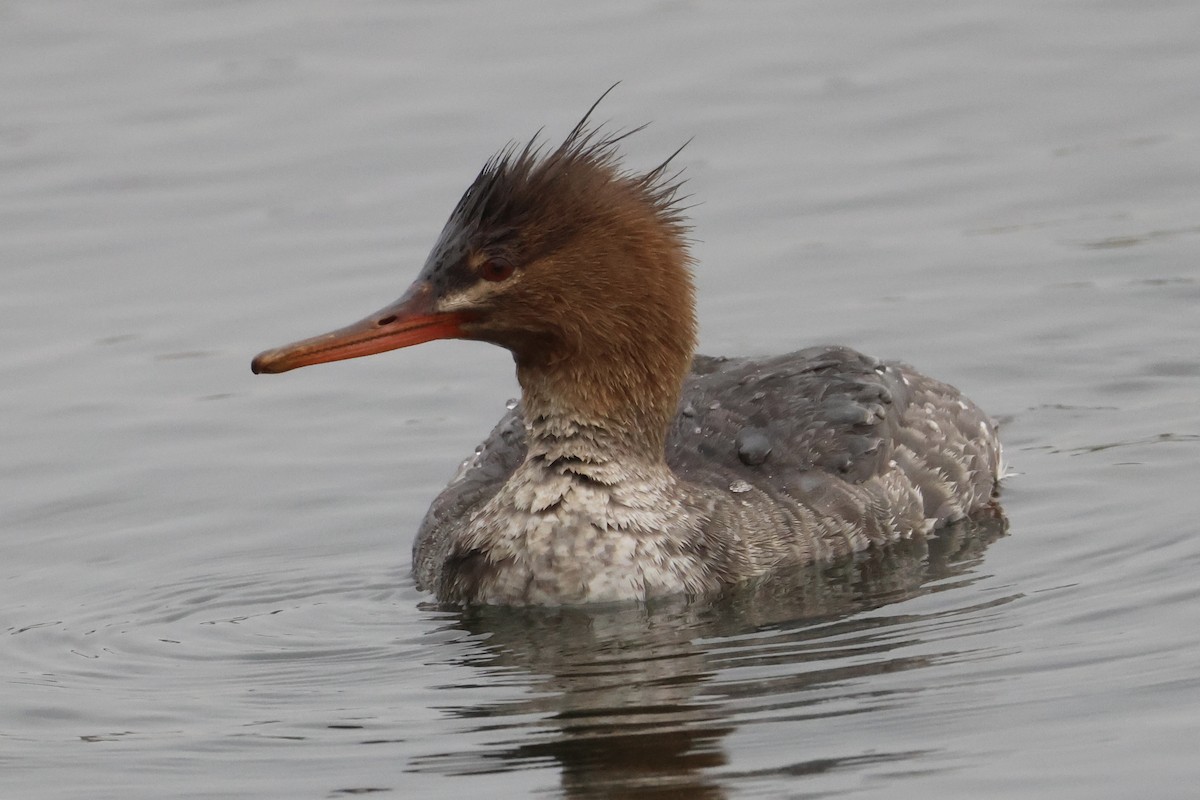 Red-breasted Merganser - ML647312381