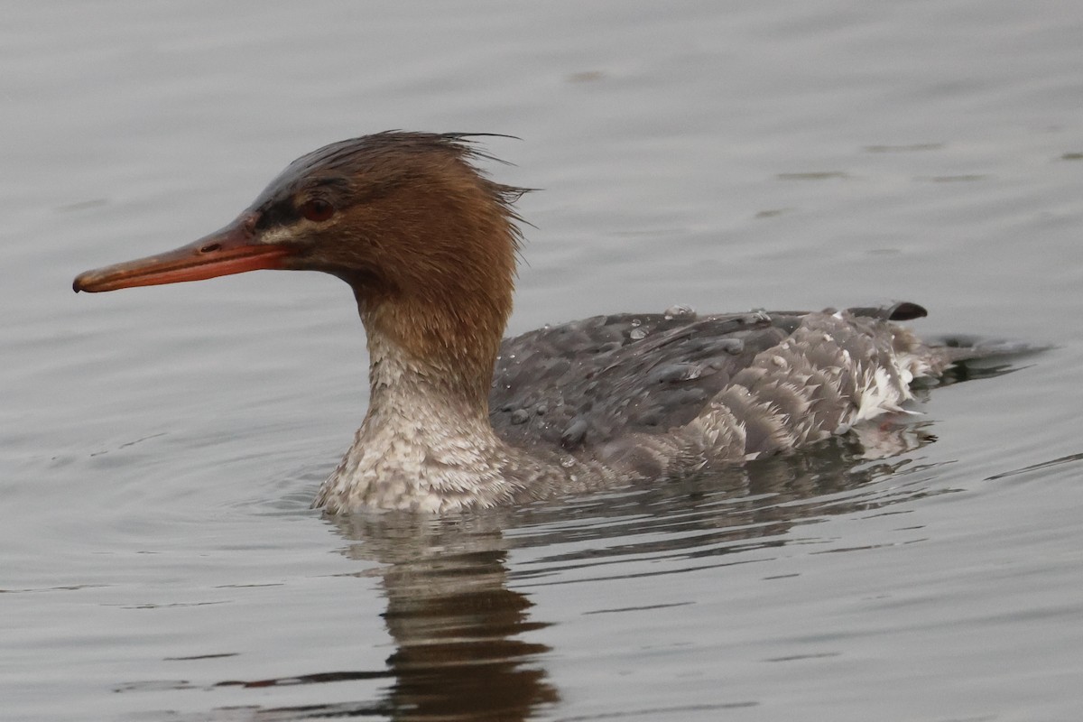 Red-breasted Merganser - ML647312382