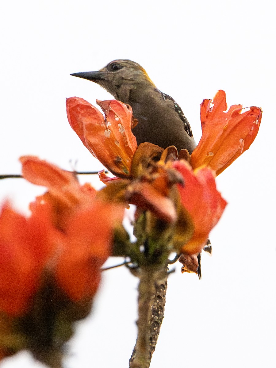 Hoffmann's Woodpecker - ML647312383