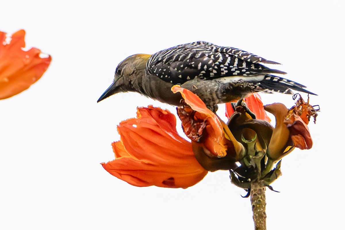 Hoffmann's Woodpecker - ML647312386