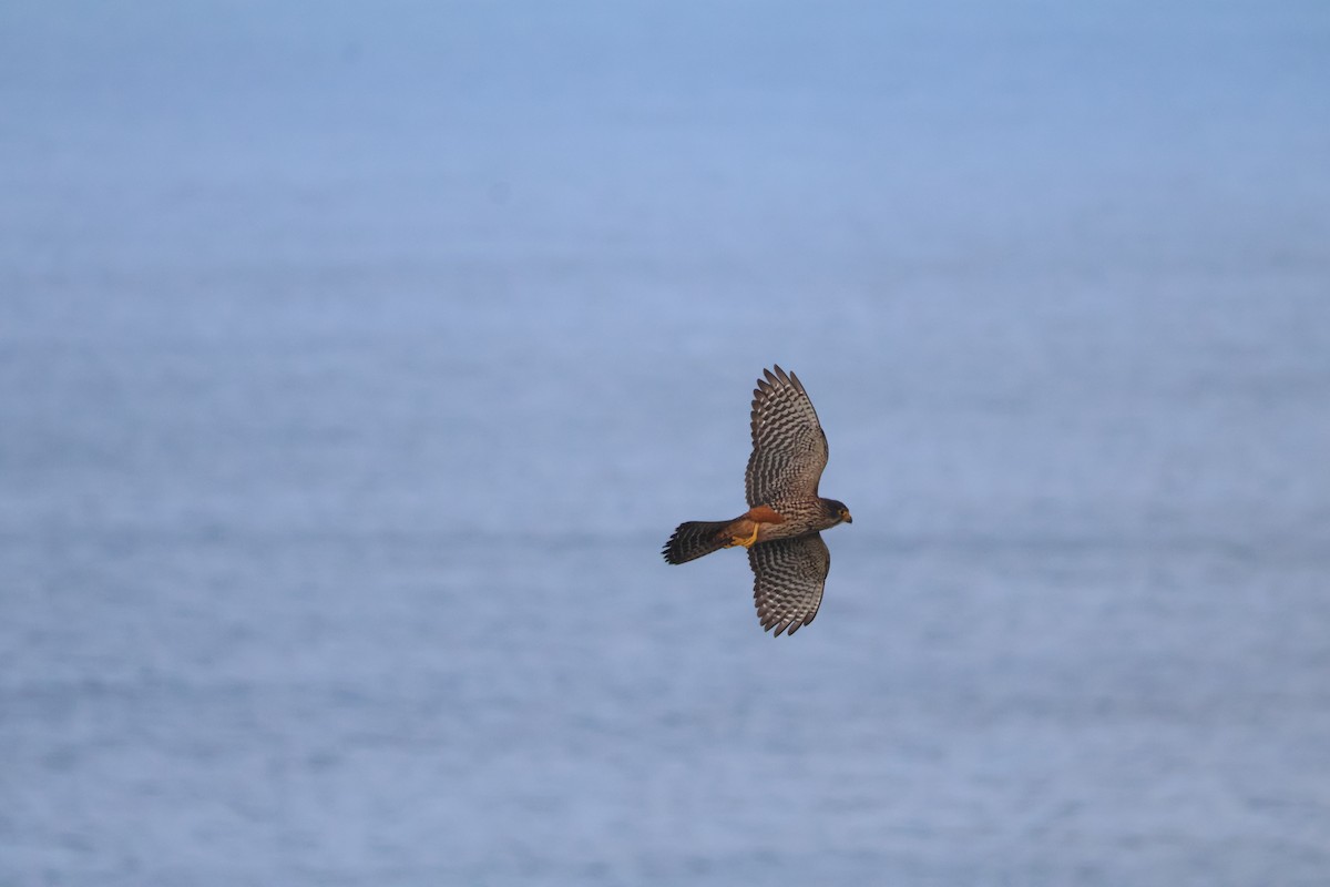 New Zealand Falcon - ML647312387