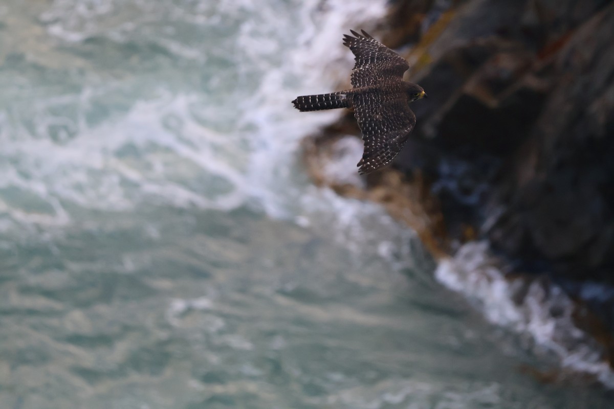 New Zealand Falcon - ML647312388