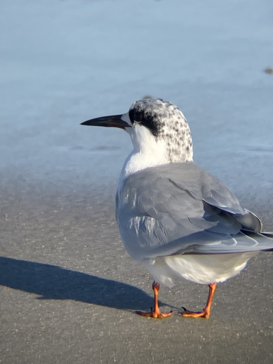 Крячок неоарктичний - ML647312389