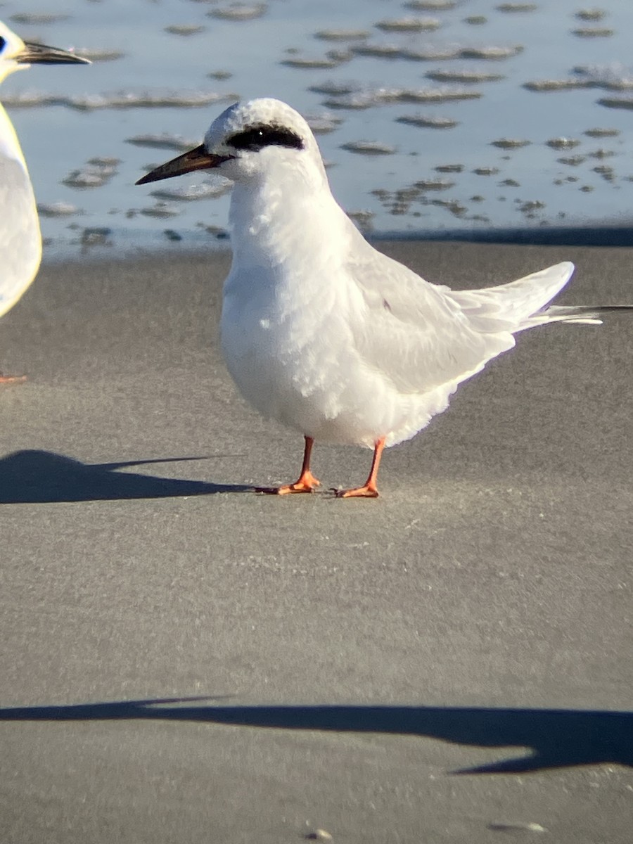 Крячок неоарктичний - ML647312390