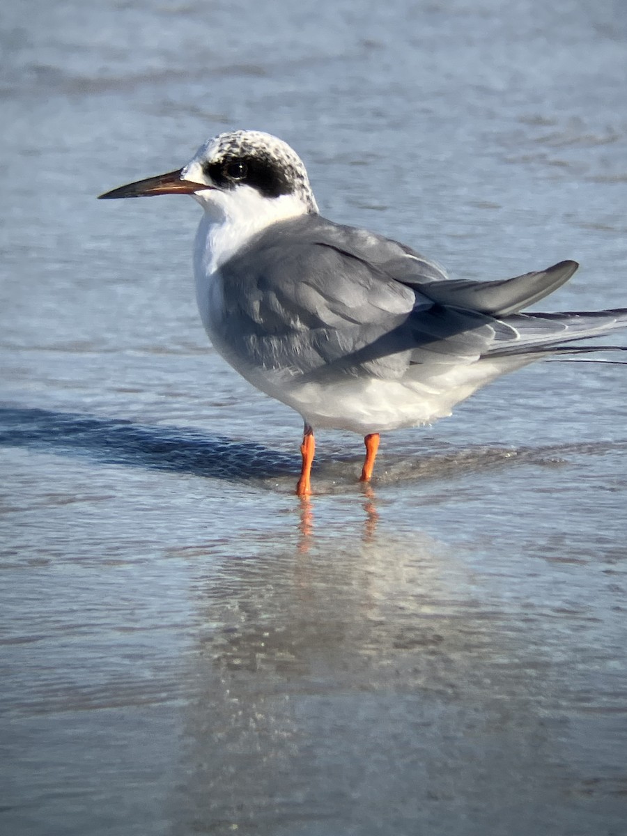 Крячок неоарктичний - ML647312391