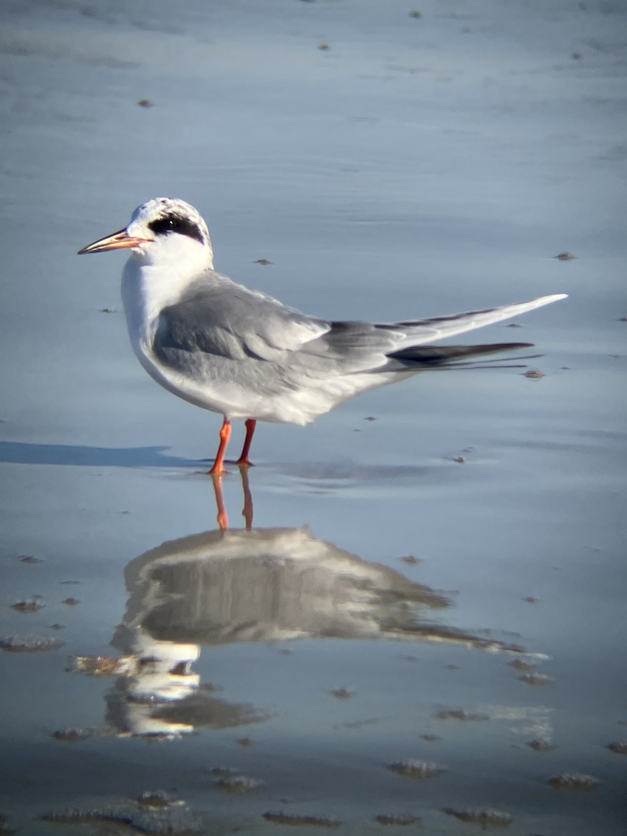 Крячок неоарктичний - ML647312392