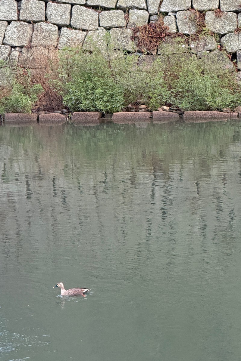 Eastern Spot-billed Duck - ML647312394