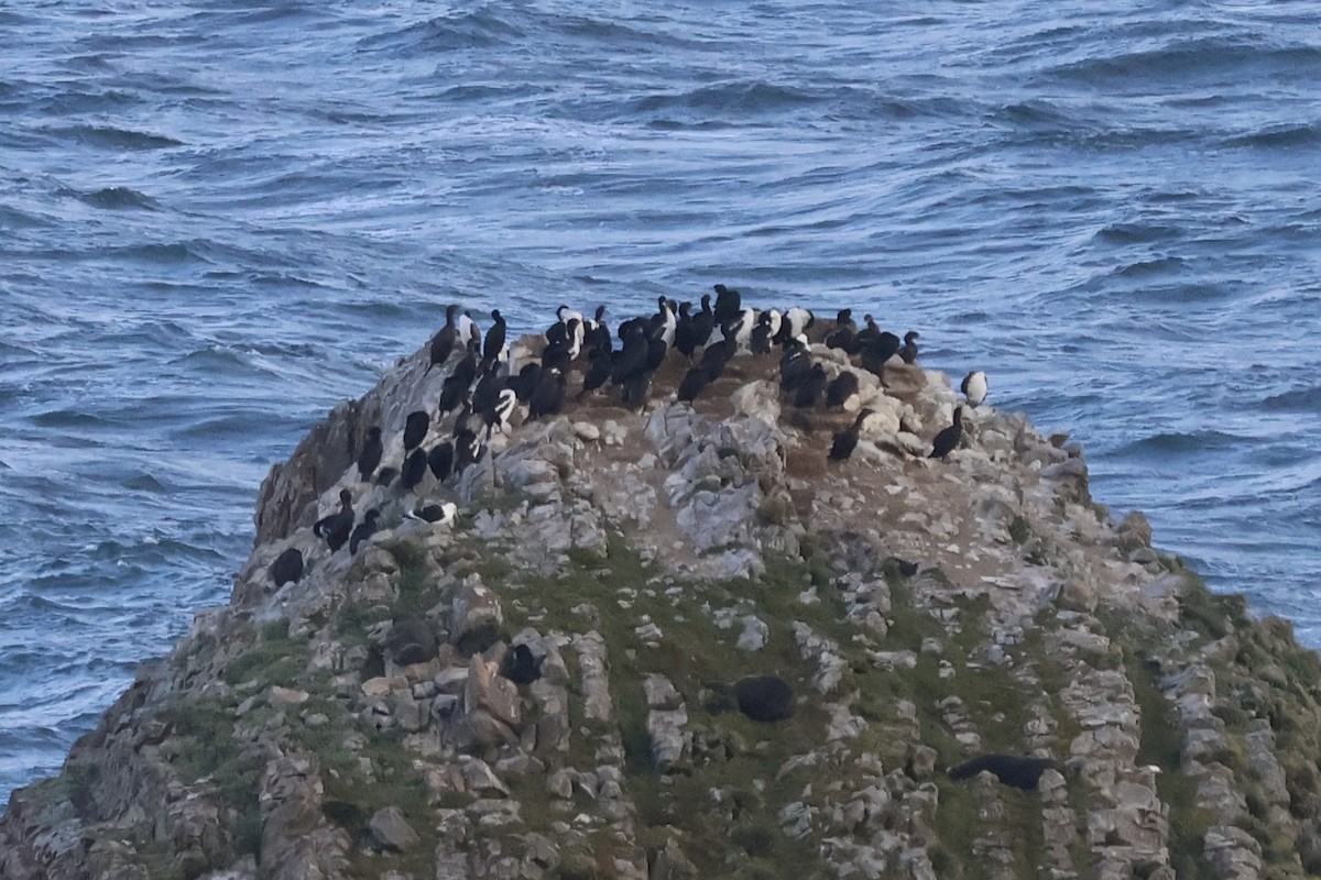 Stewart Island Shag (Otago) - ML647312415
