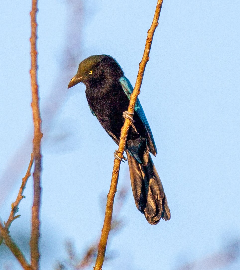 San Blas Mavi Kargası - ML647312418