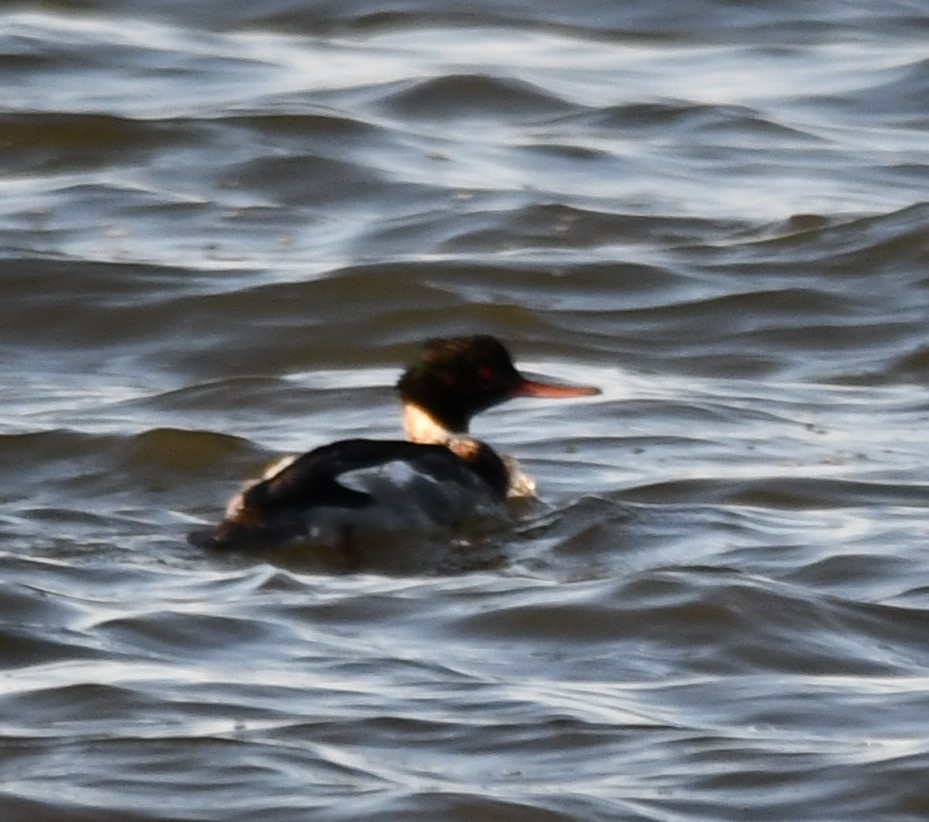 Tarakdiş - ML647312419