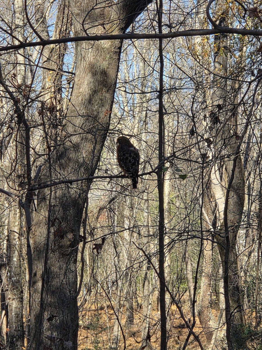 Red-shouldered Hawk - ML647312420
