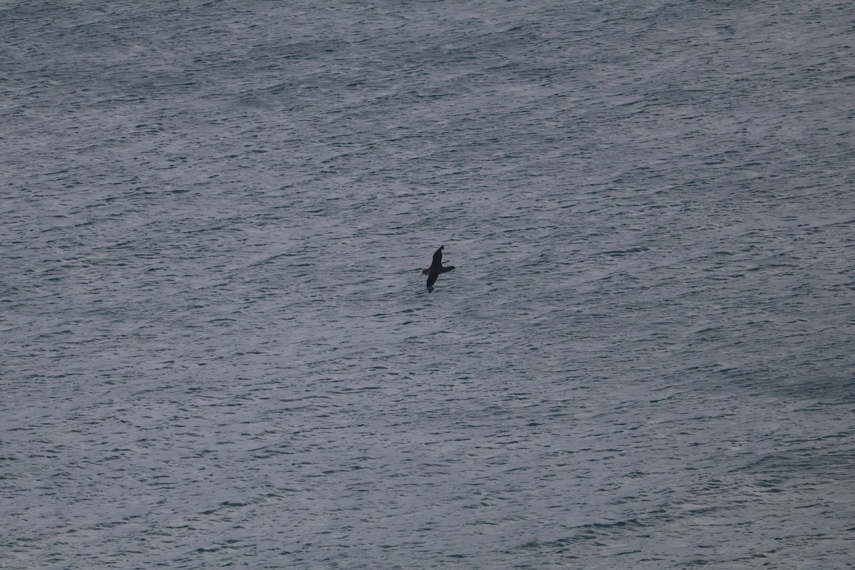 Northern Giant-Petrel - ML647312425