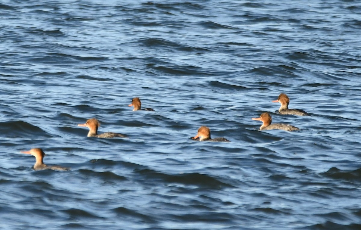 Tarakdiş - ML647312434