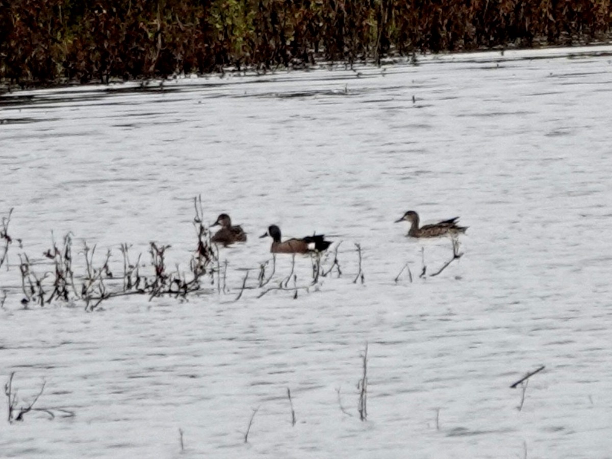 ミカヅキシマアジ - ML647312437