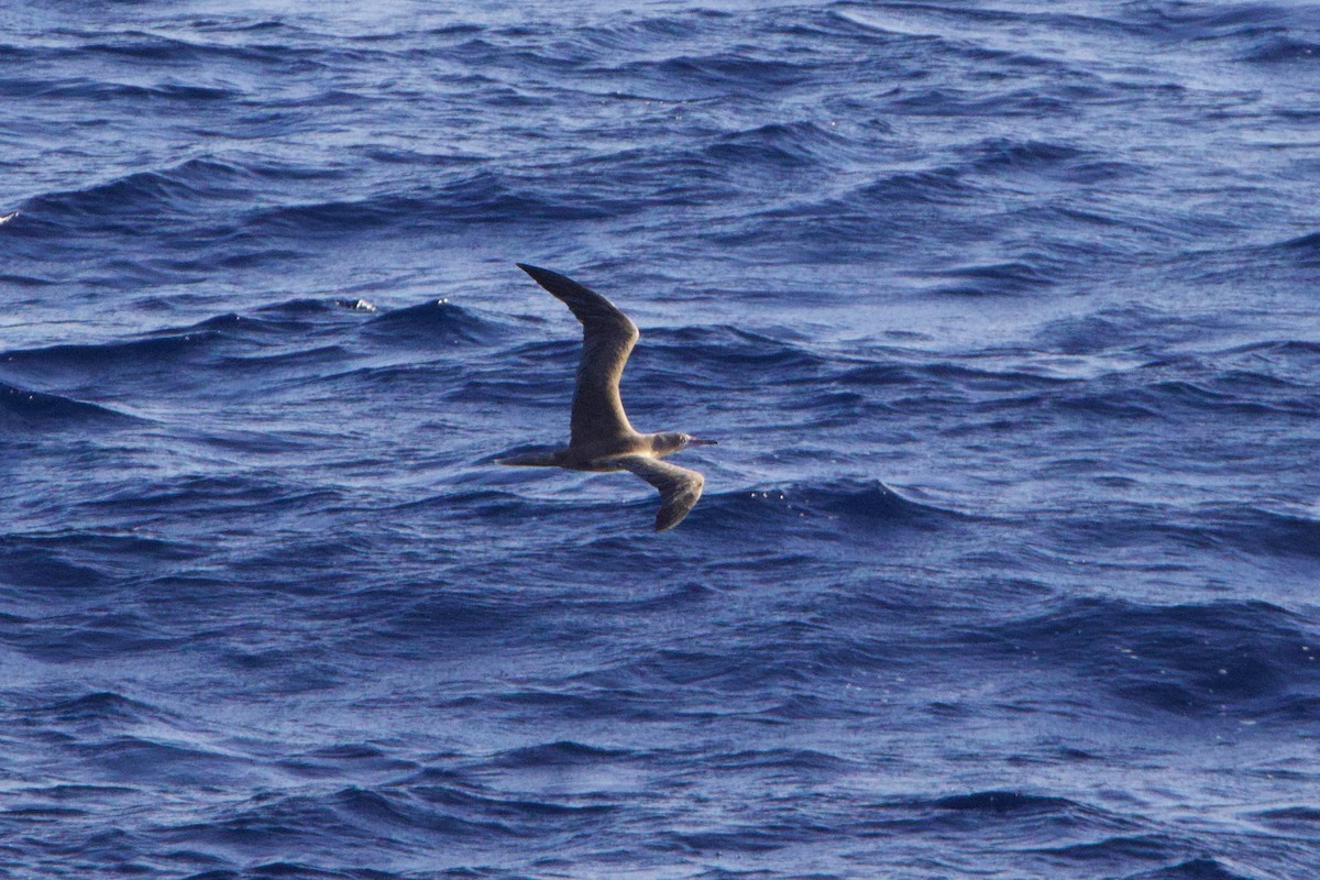 Сула червононога - ML647312438