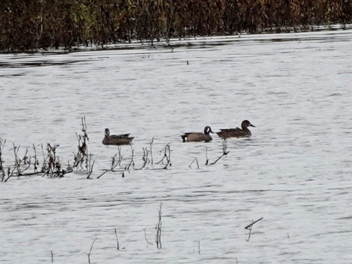 ミカヅキシマアジ - ML647312440