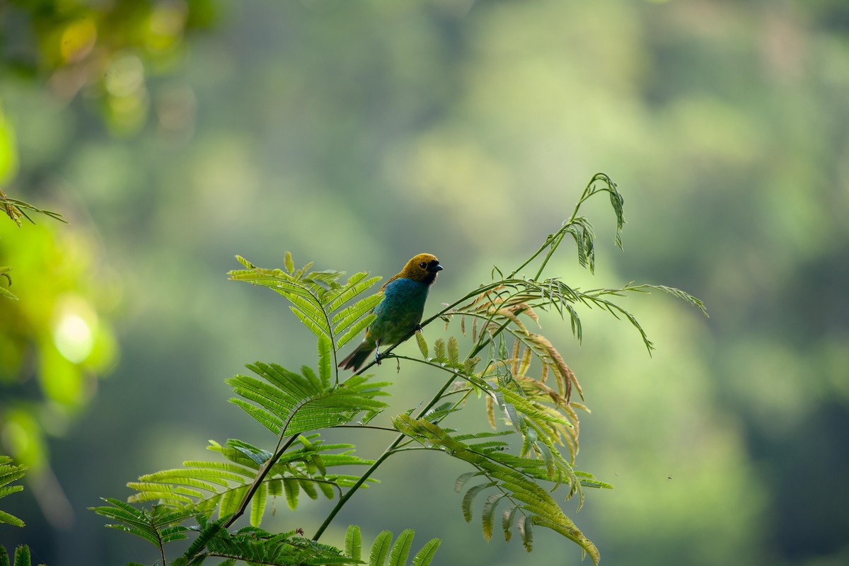Gilt-edged Tanager - ML647312446