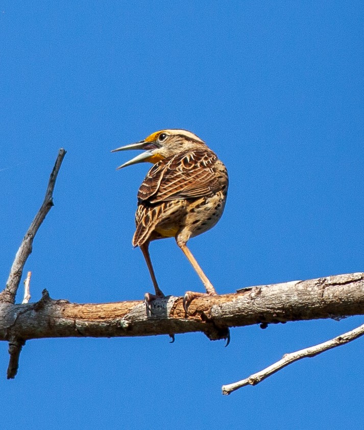 Çihuahua Tarlasığırcığı - ML647312451