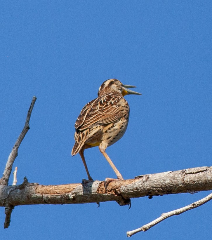 Çihuahua Tarlasığırcığı - ML647312452