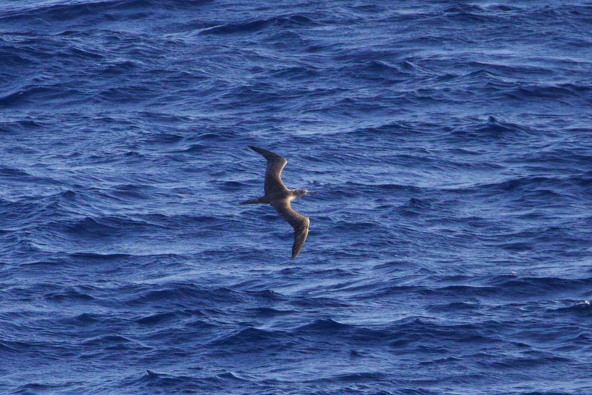 Сула червононога - ML647312464