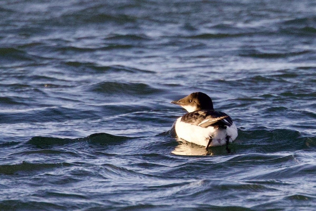 Толстоклювая кайра - ML647312470