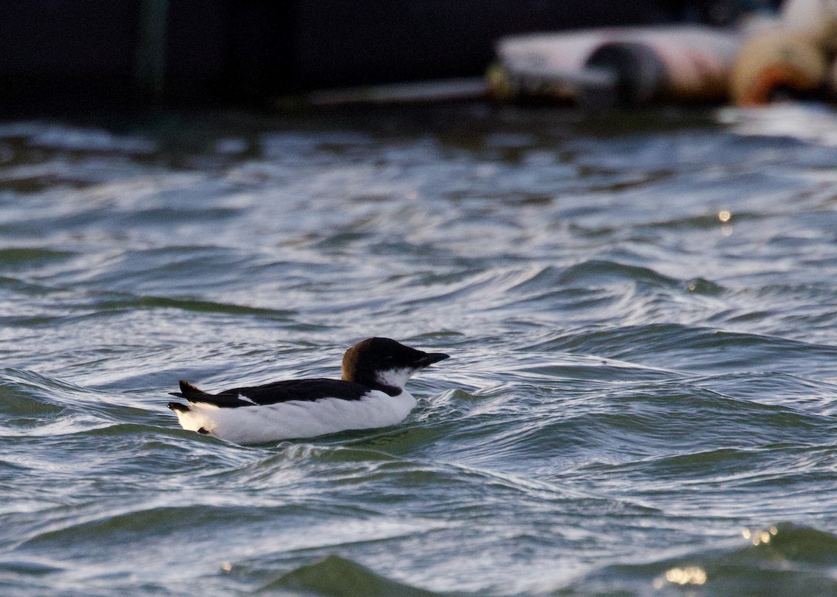 Толстоклювая кайра - ML647312471