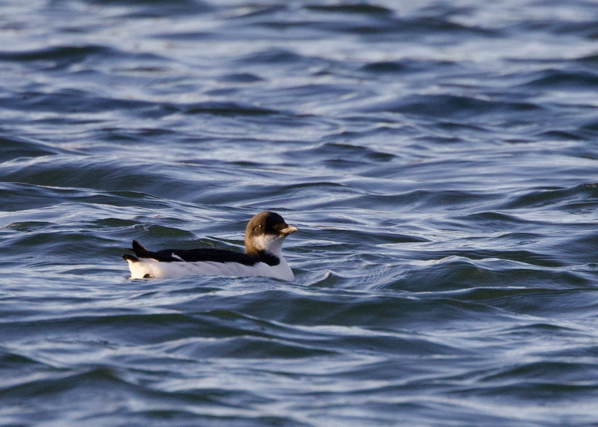 Толстоклювая кайра - ML647312472