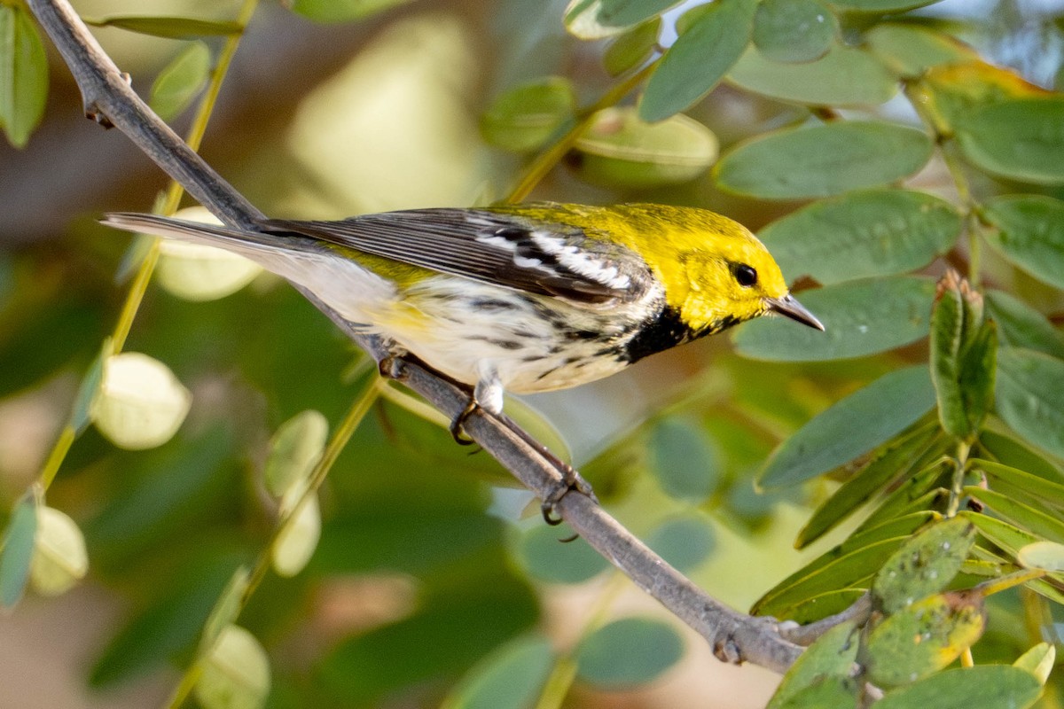Black-throated Green Warbler - ML647312478