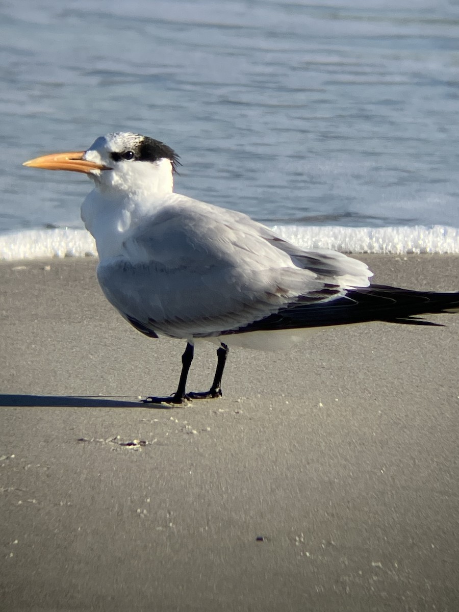 Крячок королівський - ML647312479