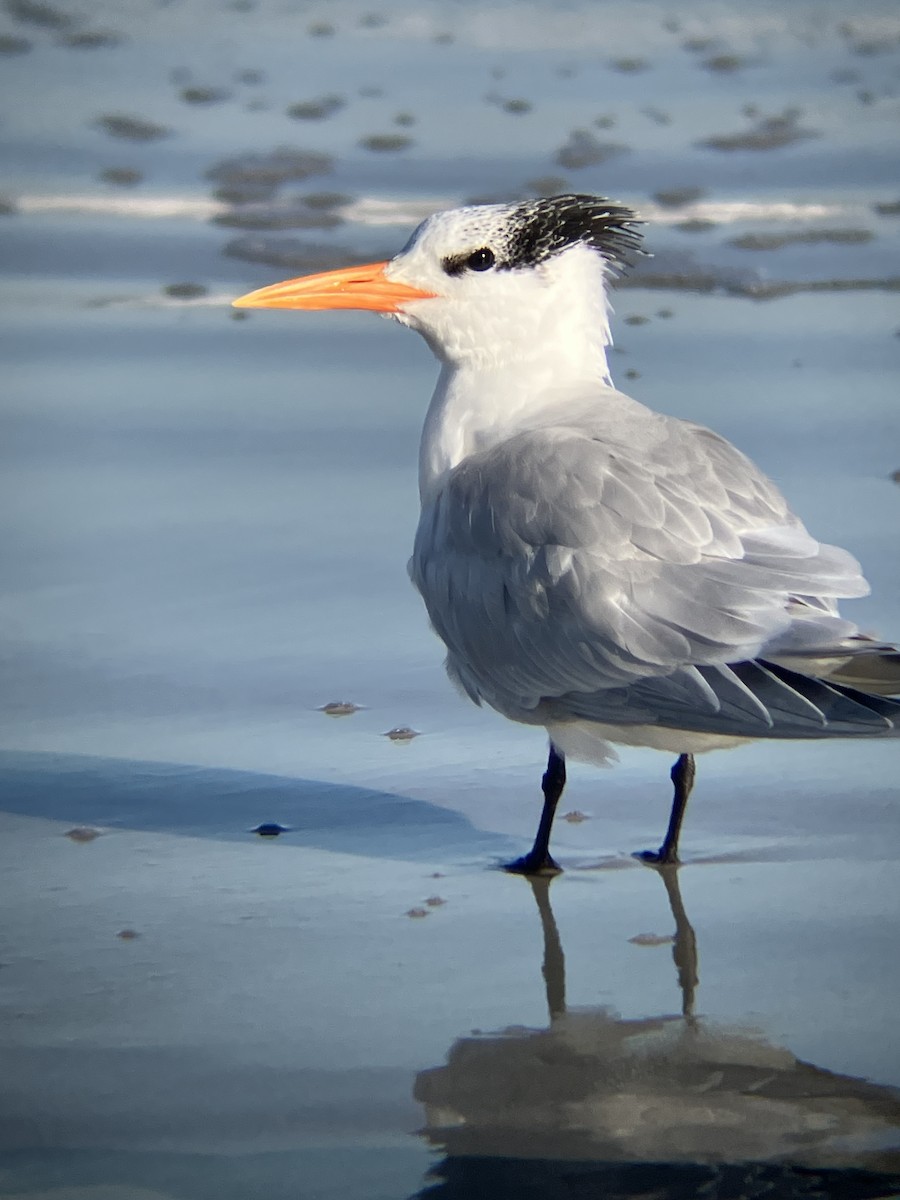 Крячок королівський - ML647312480