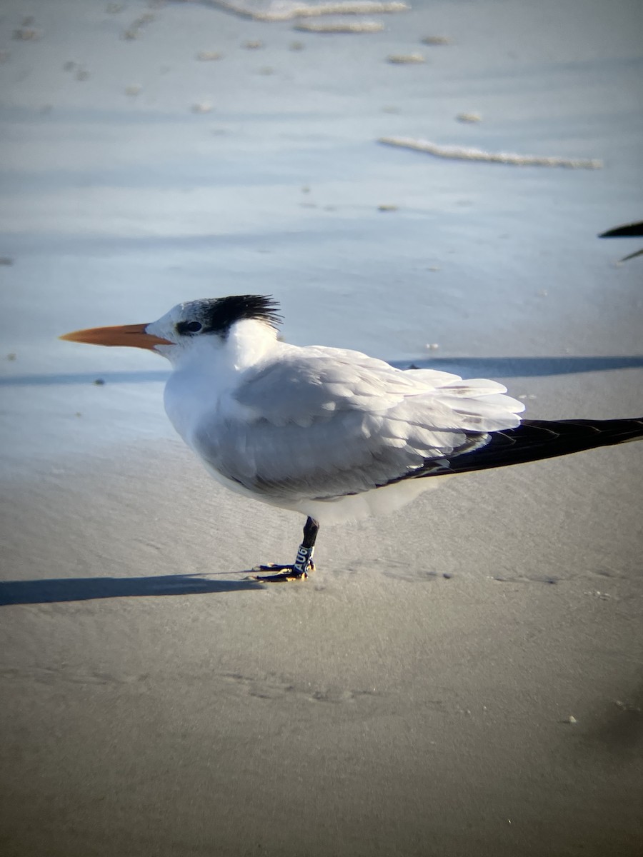 Крячок королівський - ML647312481