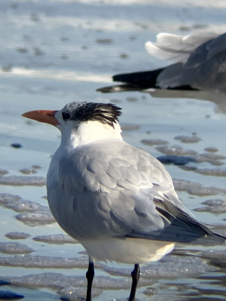 Крячок королівський - ML647312482