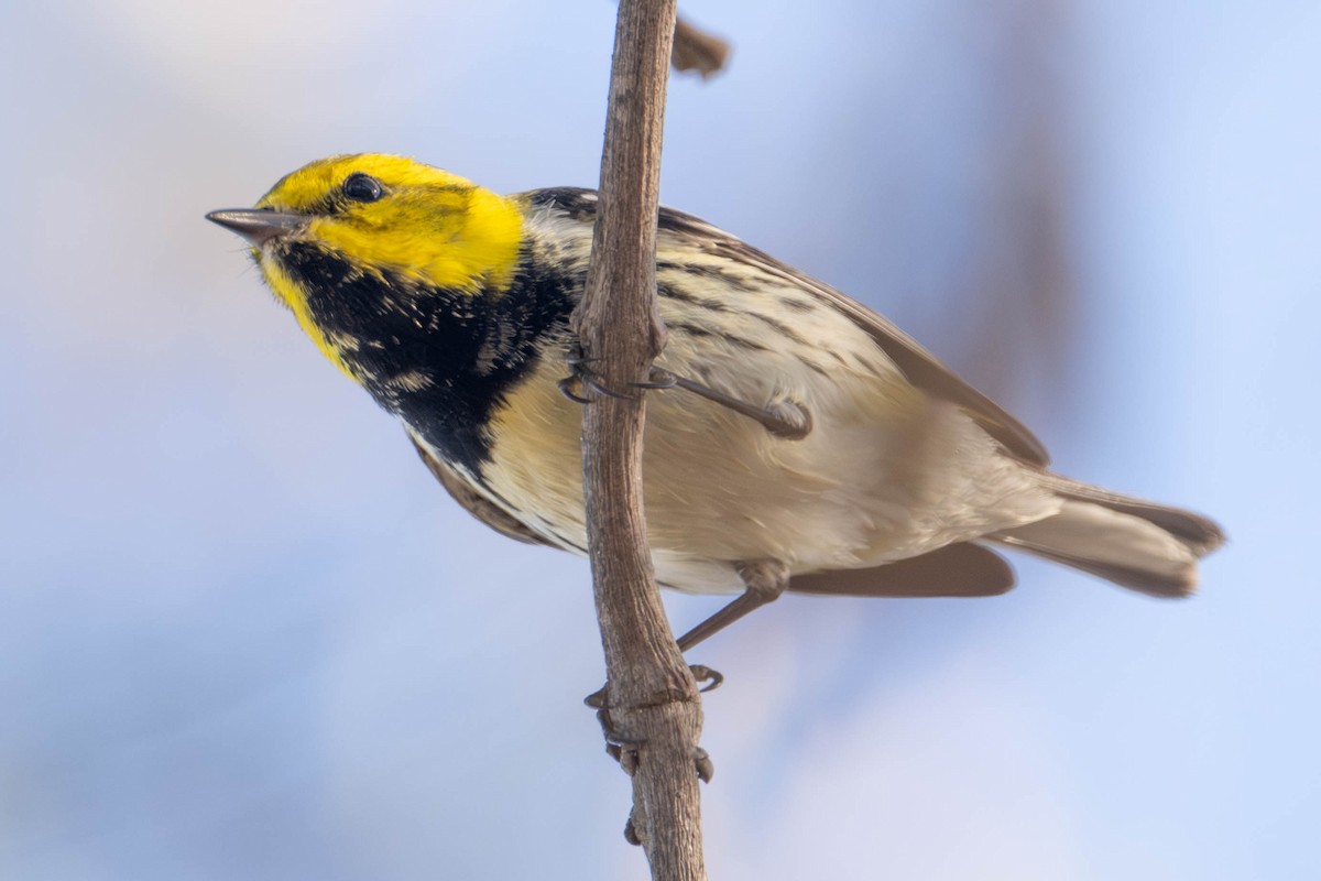 Black-throated Green Warbler - ML647312488