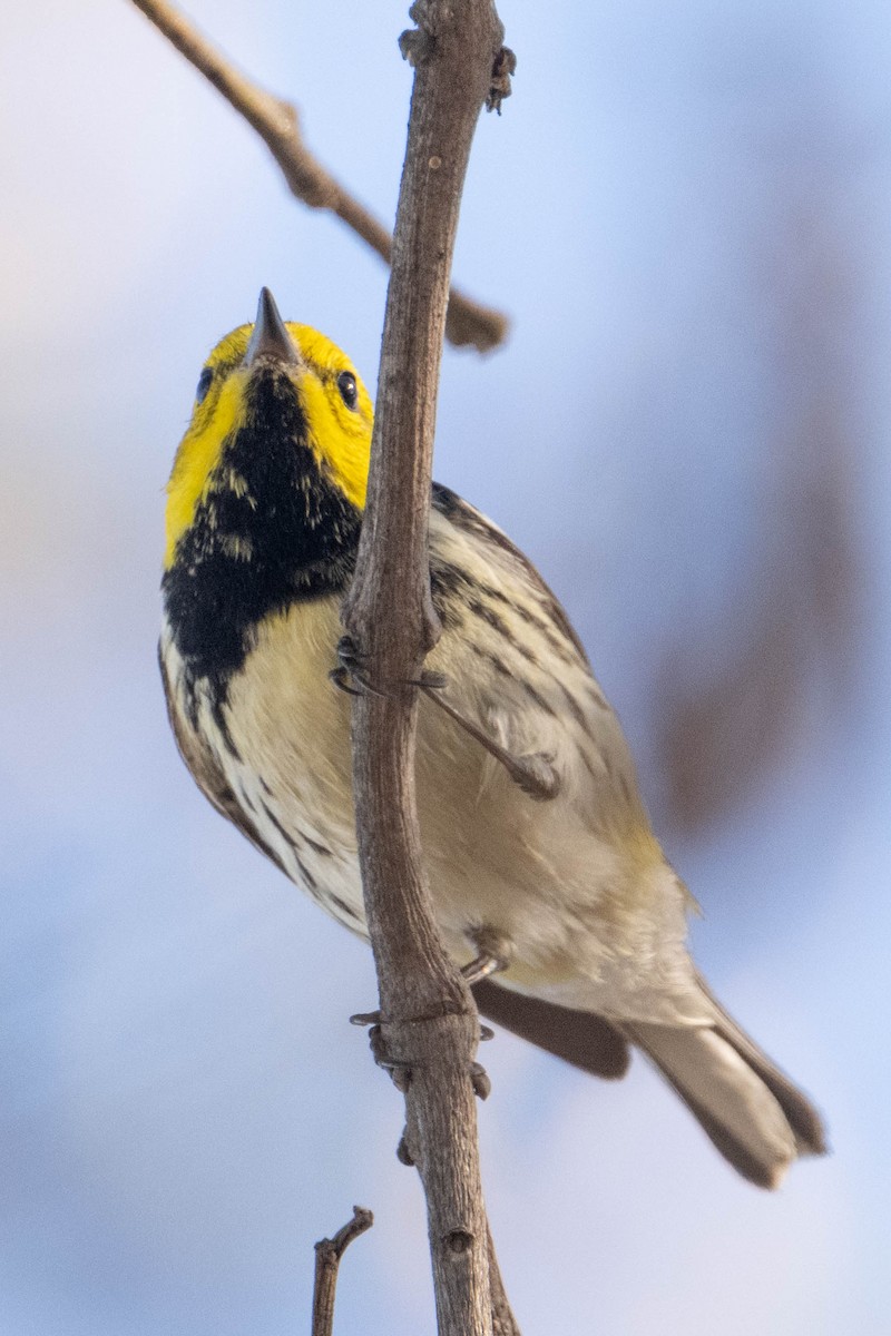 Black-throated Green Warbler - ML647312491