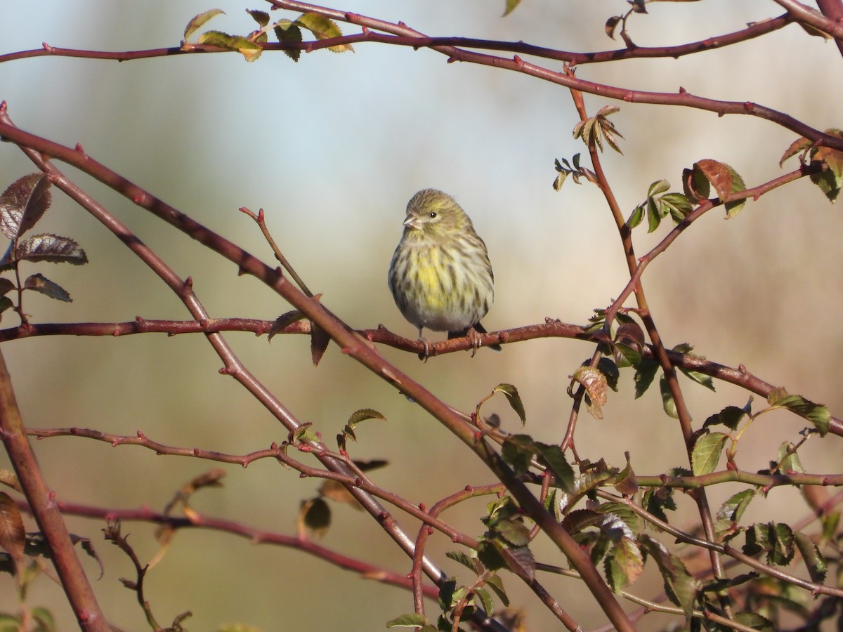 Txirriskila arrunta - ML647312492