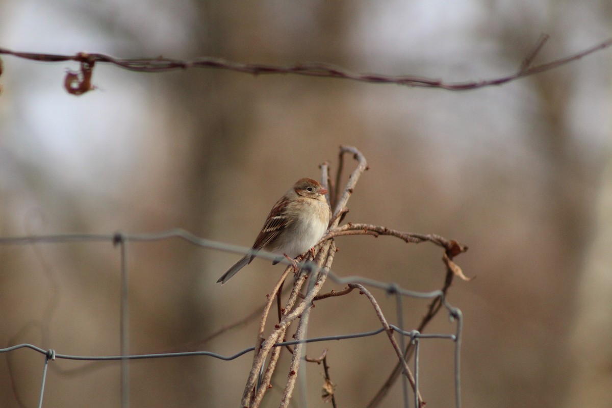 Chingolo Campestre - ML647312496