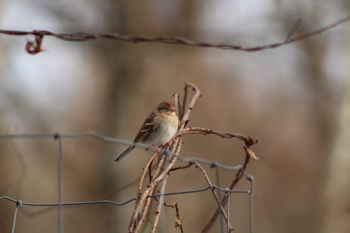 Chingolo Campestre - ML647312497