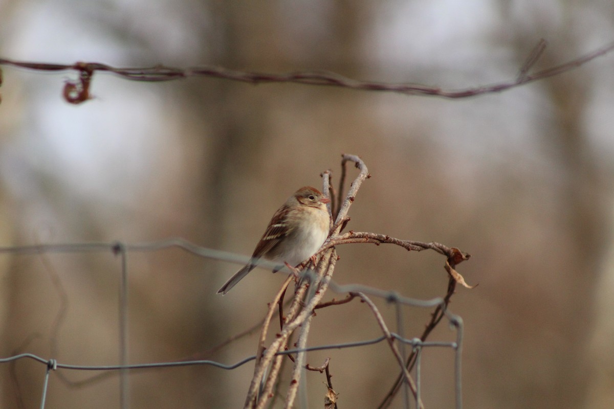 Chingolo Campestre - ML647312498