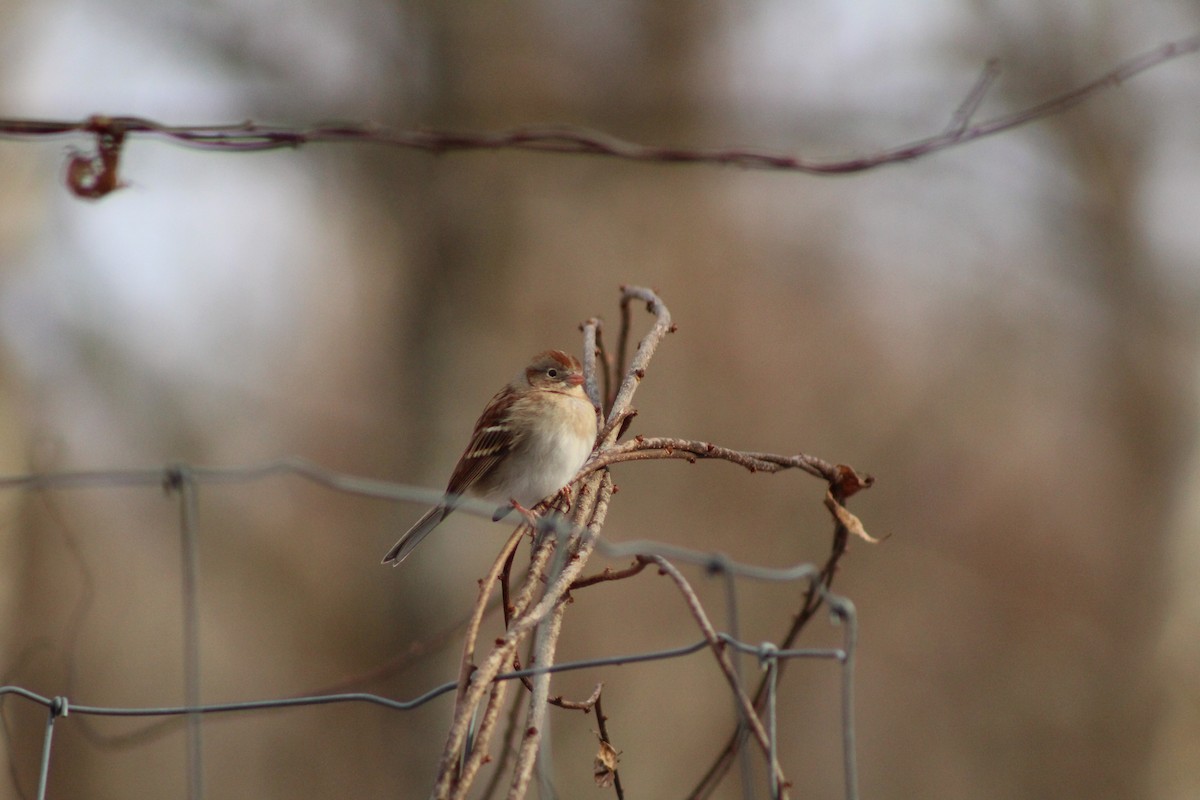 Chingolo Campestre - ML647312499