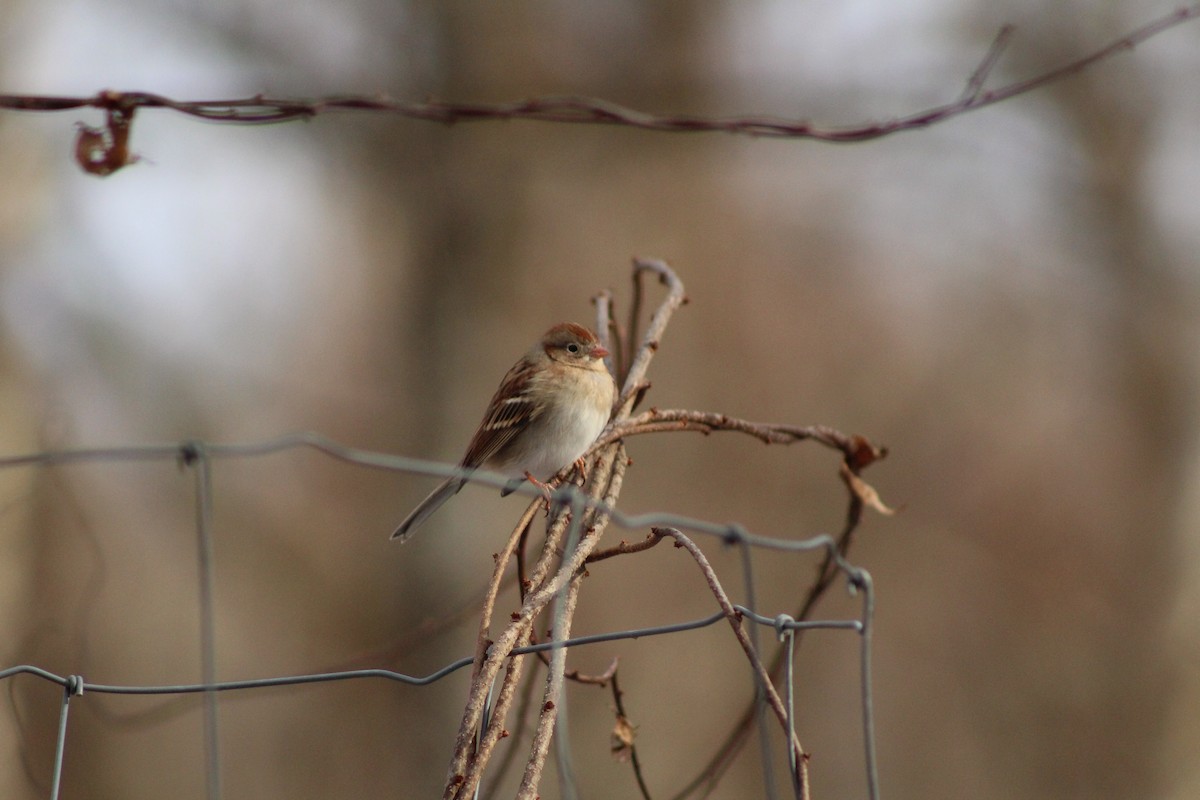 Chingolo Campestre - ML647312500