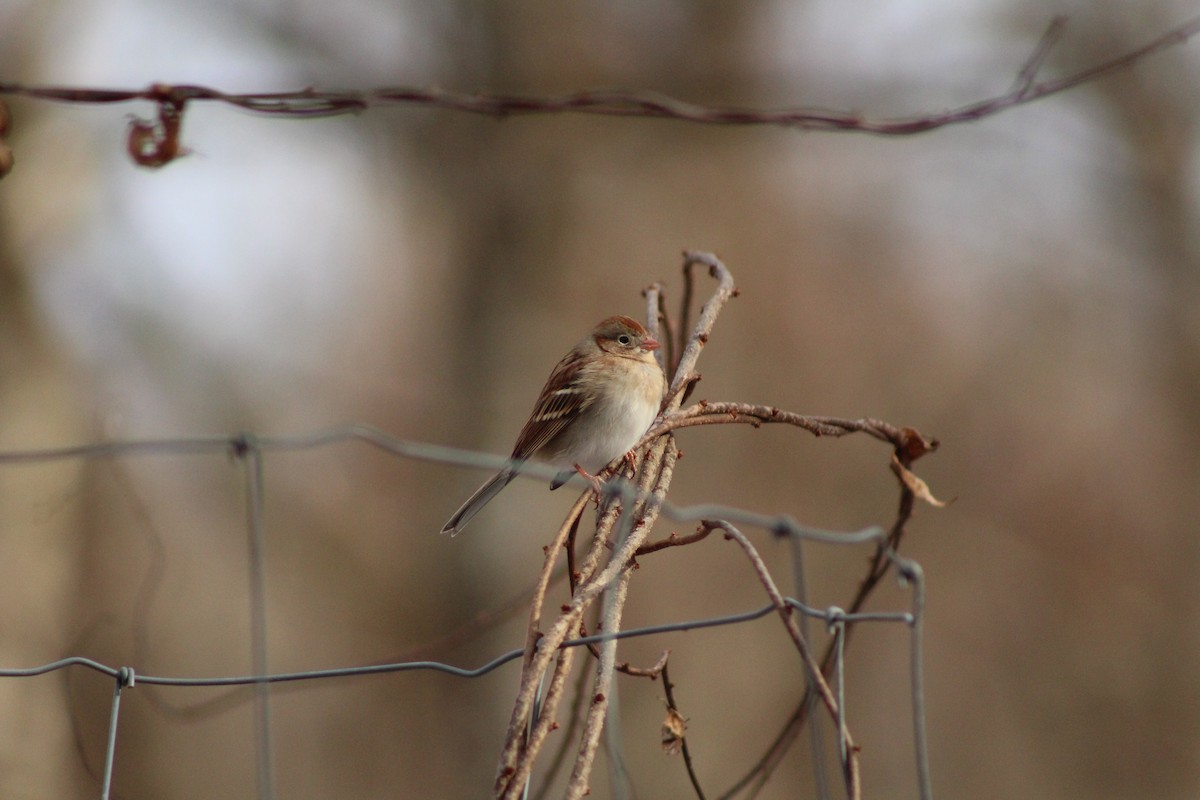 Chingolo Campestre - ML647312501