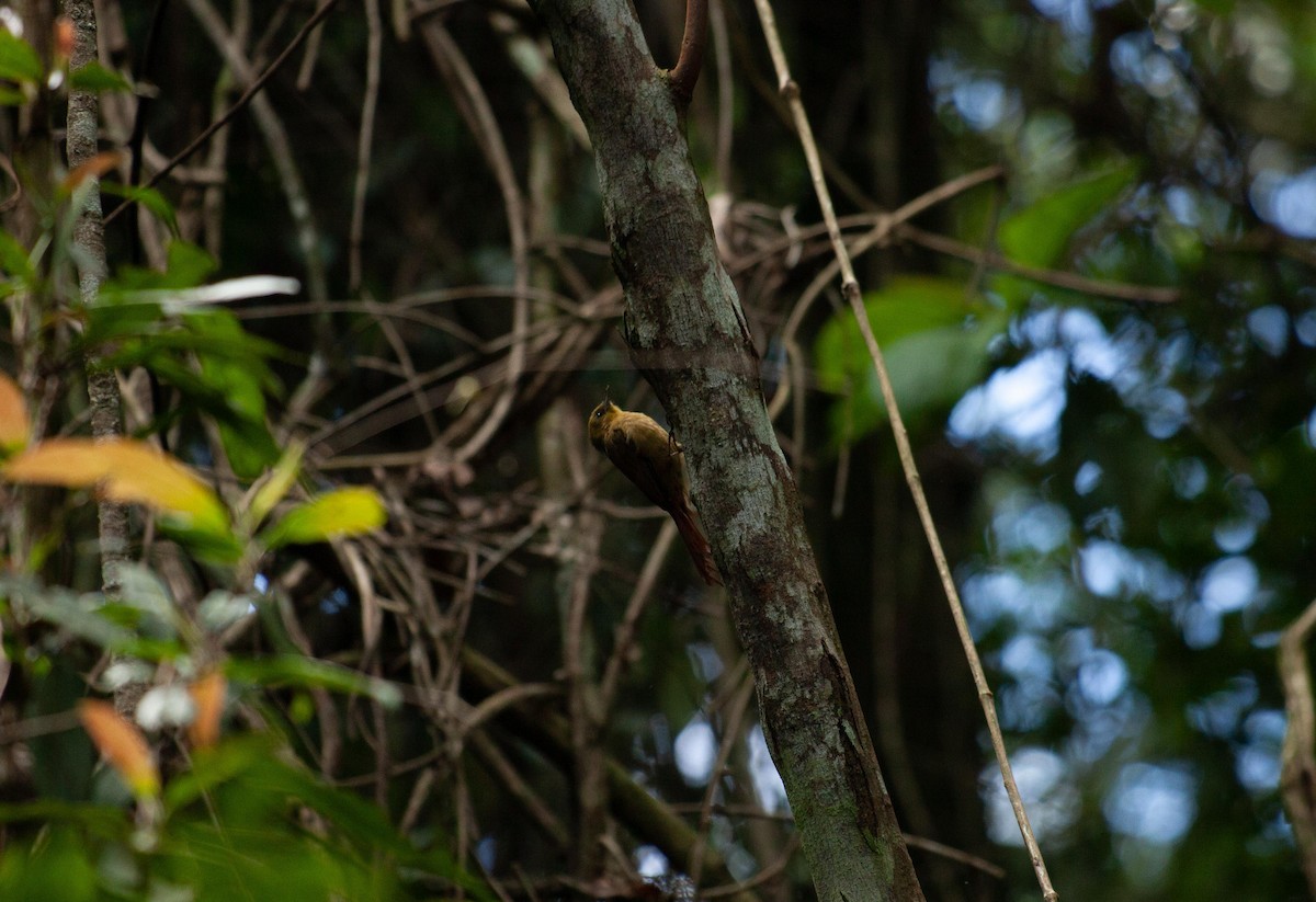 Olivaceous Woodcreeper - ML647312508